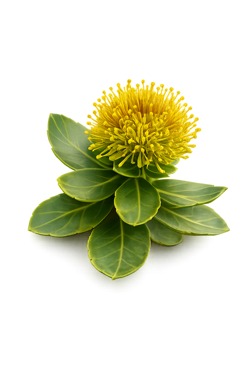 Beyond Hydration: The Cognitive Benefits of Rhodiola