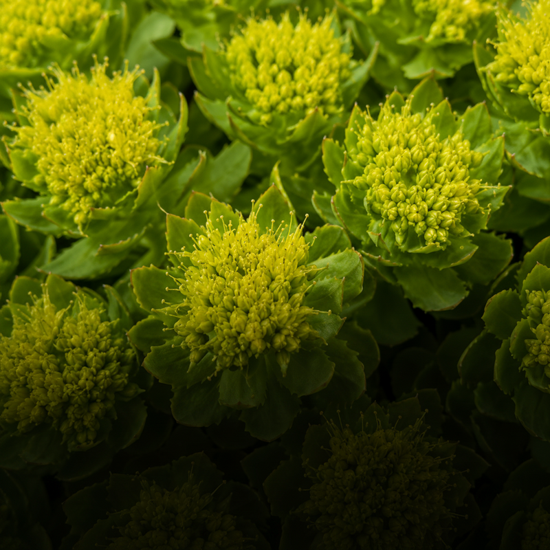 organic rhodiola rosea